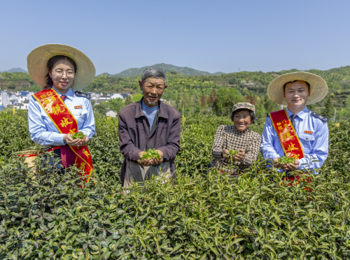 【中国网】安徽祁门：税收宣传进茶园 祁门红茶香飘远
